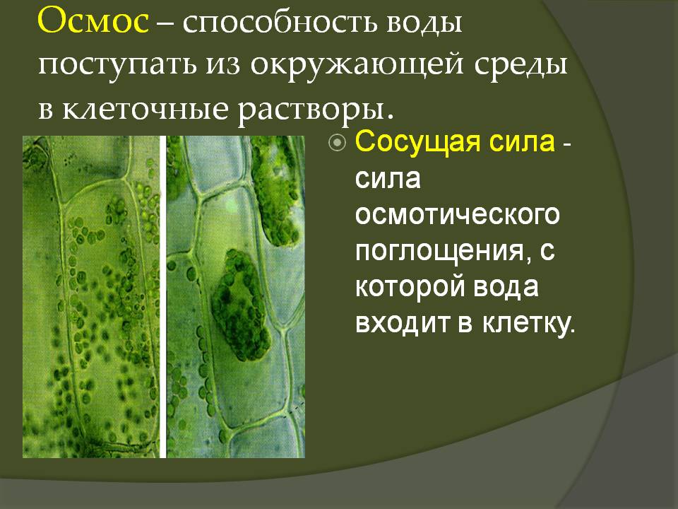 Вода в клетках растений. Осмос в клетке растений. Осмос у растений. Осмос в растительной клетке. Осмос в природе.