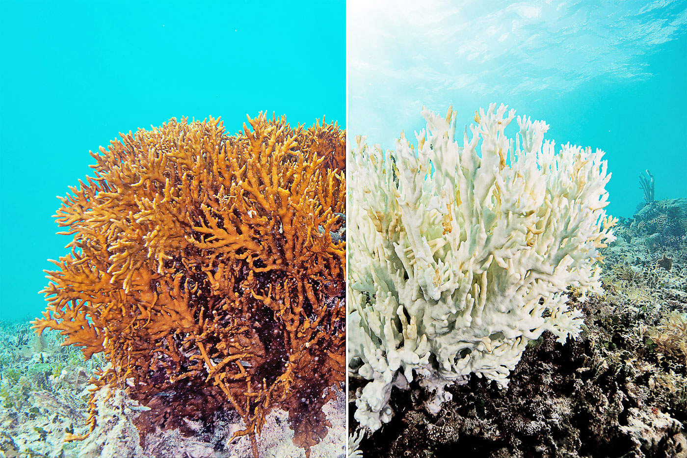 Закисление океана