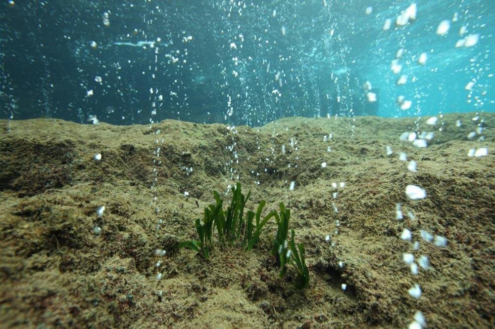 Закисление океана