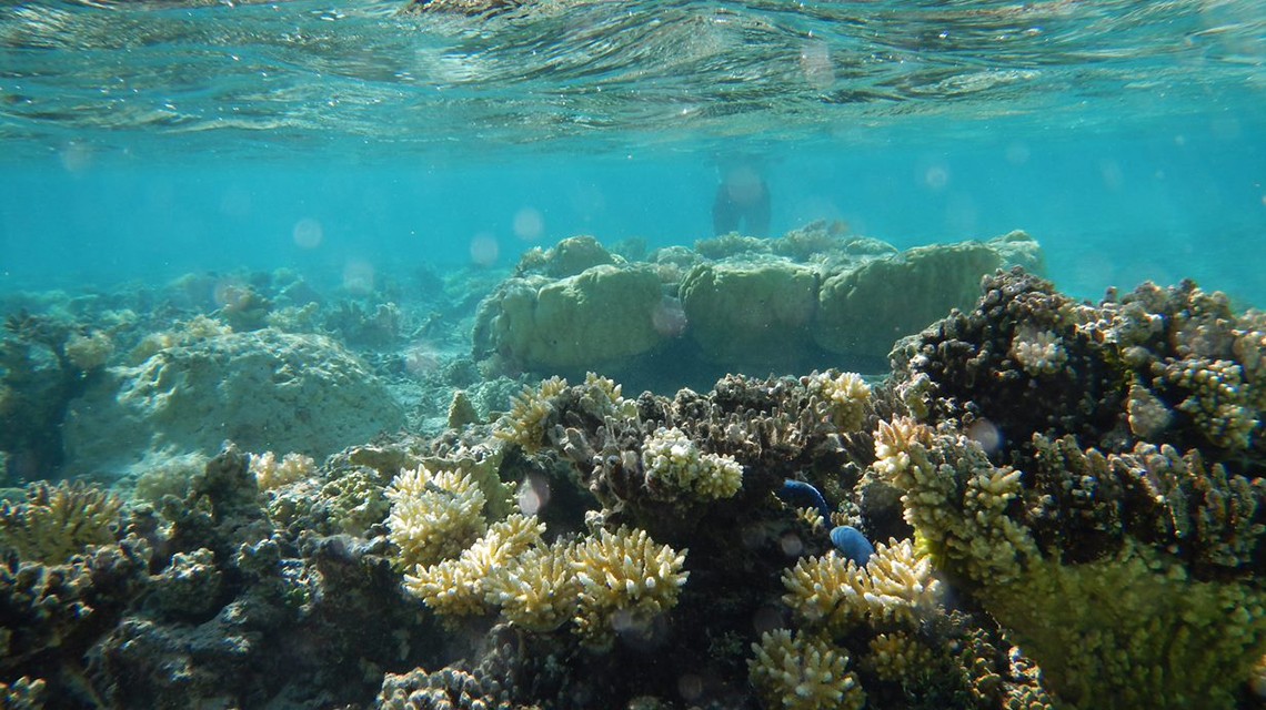 Закисление океана