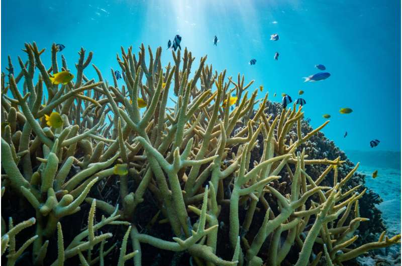 Закисление океана